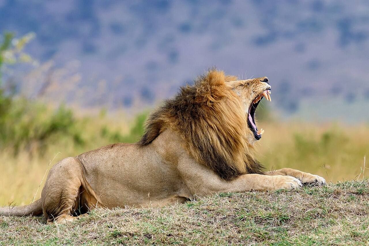 Male lion resting in the grass